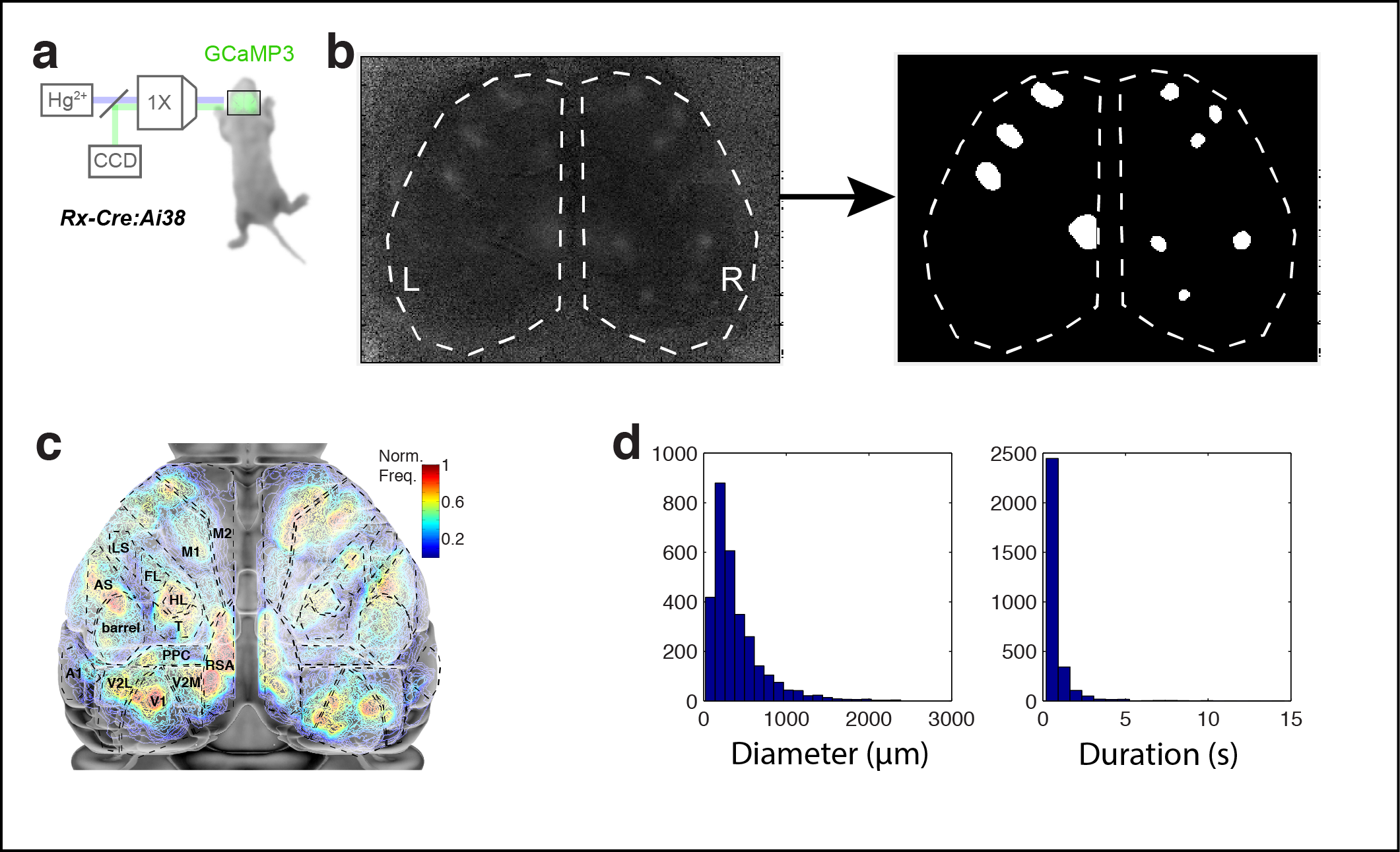 Figure 1. Calcium domains throughout neonatal mouse isocortex. a Experimental schematic. b Single image frame showing calcium domains in both hemispheres at P3 and automatically detected domain masks. c Functional activity map at P3. Based on pixel activation frequency from detected domains in a single 10 min recording. Map is overlaid on cortical areal parcellations. Notice localized maxima and minima of functional activity between areas that approximate known anatomical cortical area boundaries and the mirroring of map structure bilaterally. d Histograms showing the distribution of spatial diameters and durations for calcium domains.