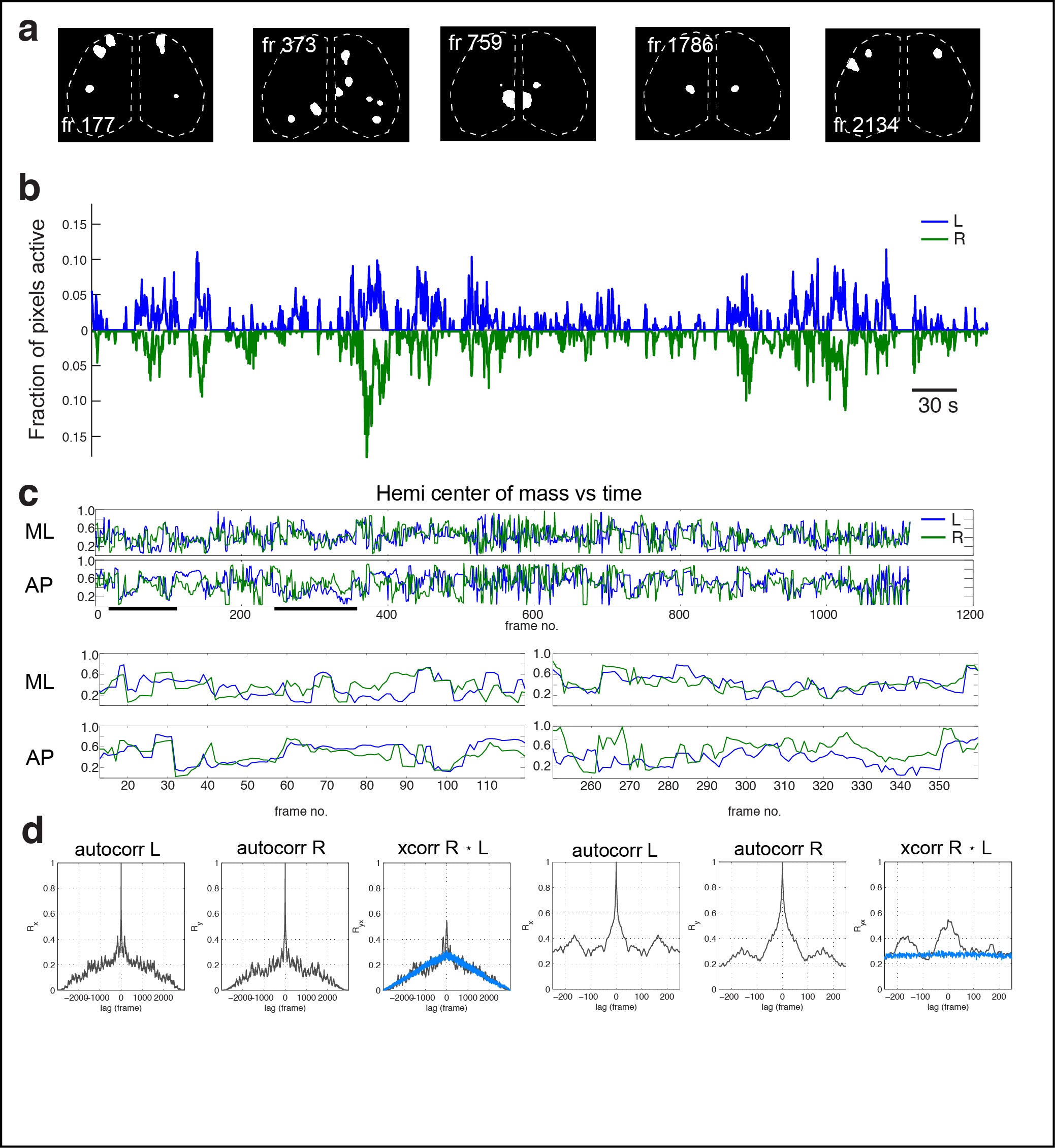 Figure 2. Cortical domain activity exhibits bilateral symmetry. a Examples of domains exhibiting spatially symmetric activations. Notice most timepoints contain a mixture of symmetric and asymmetric domain activations. b Hemispheric domain centers of mass for coactive frames in a recording along medial-lateral (ML) and anterior-posterior (AP) extents. Bottom left panels show the periods indicated by black bars at expanded view. Pearson's correlation: ML, p = 1.1591e-28; AP, p = 7.0982e-07. d Hemispheric autocorrelation and cross-correlation functions for cortical activity at all and short time lags. Notice the peaks above gaussian distributed noise (blue traces).