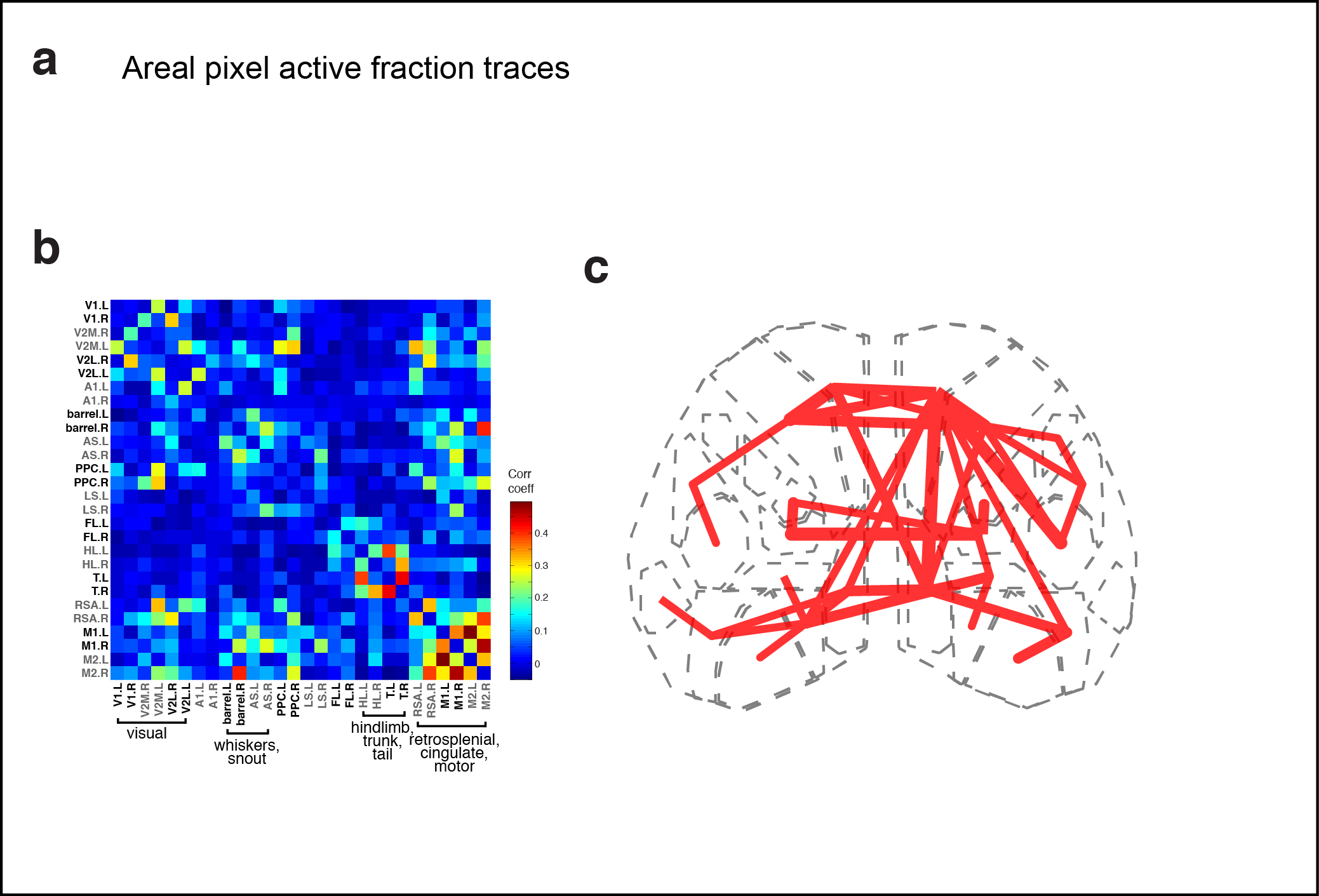Figure 4. Subnetworks in developing isocortex. a Areal trace examples. b Correlation matrix of domain activity among cortical areas. c Graph.