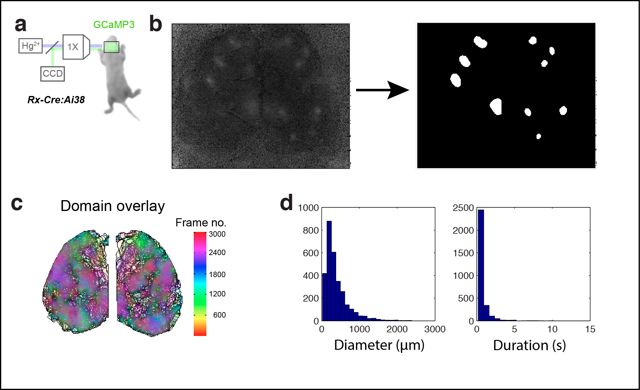 Figure 1. Calcium domains throughout neonatal mouse isocortex. a Experimental schematic. b Single image frame showing calcium domains in both hemispheres at P3 and automatically detected domain masks. c Domain overlay map for a single 10 min recording. 3D binary masks were flattened for each domain and colored by time and transparently overlaid. Notice the non-uniform distribution of boundaries and color intensities across each hemisphere, as well as local maxima and minima that indicate matched areal boundaries bilaterally. d Histograms showing the distribution of spatial diameters and durations for calcium domains.
