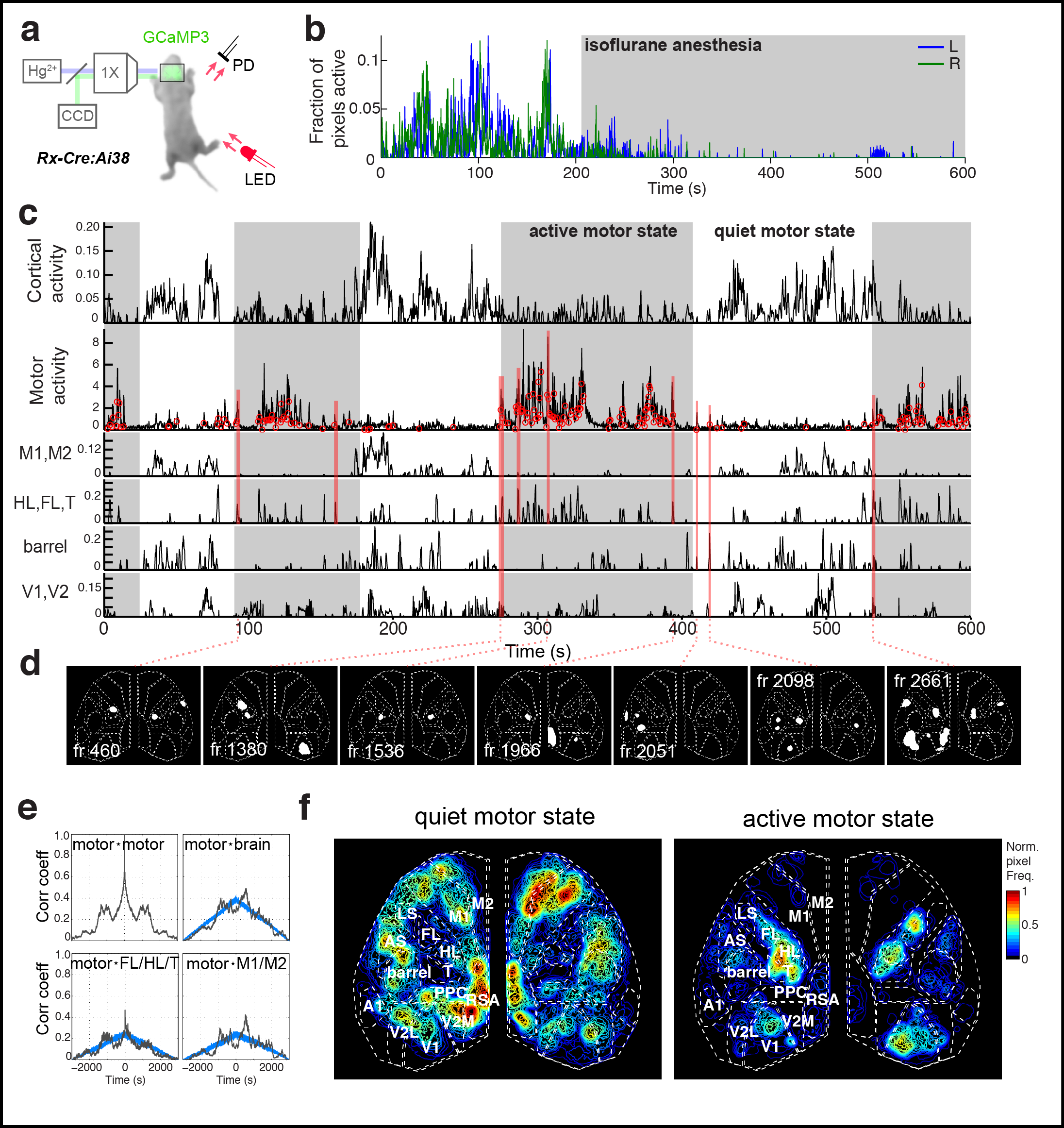  Figure 3. Cortical domains are state dependent. a Experimental schematic. Red light illumination measured with a photodiode (PD) was used to monitor motor activity. b Cortical activity (active fraction) in each hemisphere after onset of gas anesthetic. c Cortical activity and coincident motor activity signals. Gray shading indicates active and quiet motor periods determined by the half-rise and decay times from peak in the low pass filtered motor signal. Active pixel fraction traces for motor (M1,M2), somatosensory (HL,FL,T; barrel), and visual (V1,V2) cortex shown at bottom of panel. Red links show synchronized motor movements and brain activity with different cortical regions. d Single frame domain masks for times indicated in c. e Autocorrelation and cross-correlation functions for motor and all cortical activity or just S1-limb/body and motor cortex regions. Notice the general negative correlation between motor activity and all cortex activity signals (r = -0.1368, p = 5.1919e-14) and the high positive correlation between motor and S1-limb/body signals (r = 0.3019, p = 2.7861e-64). f Pixel activation frequency maps during quiet and active motor periods.
