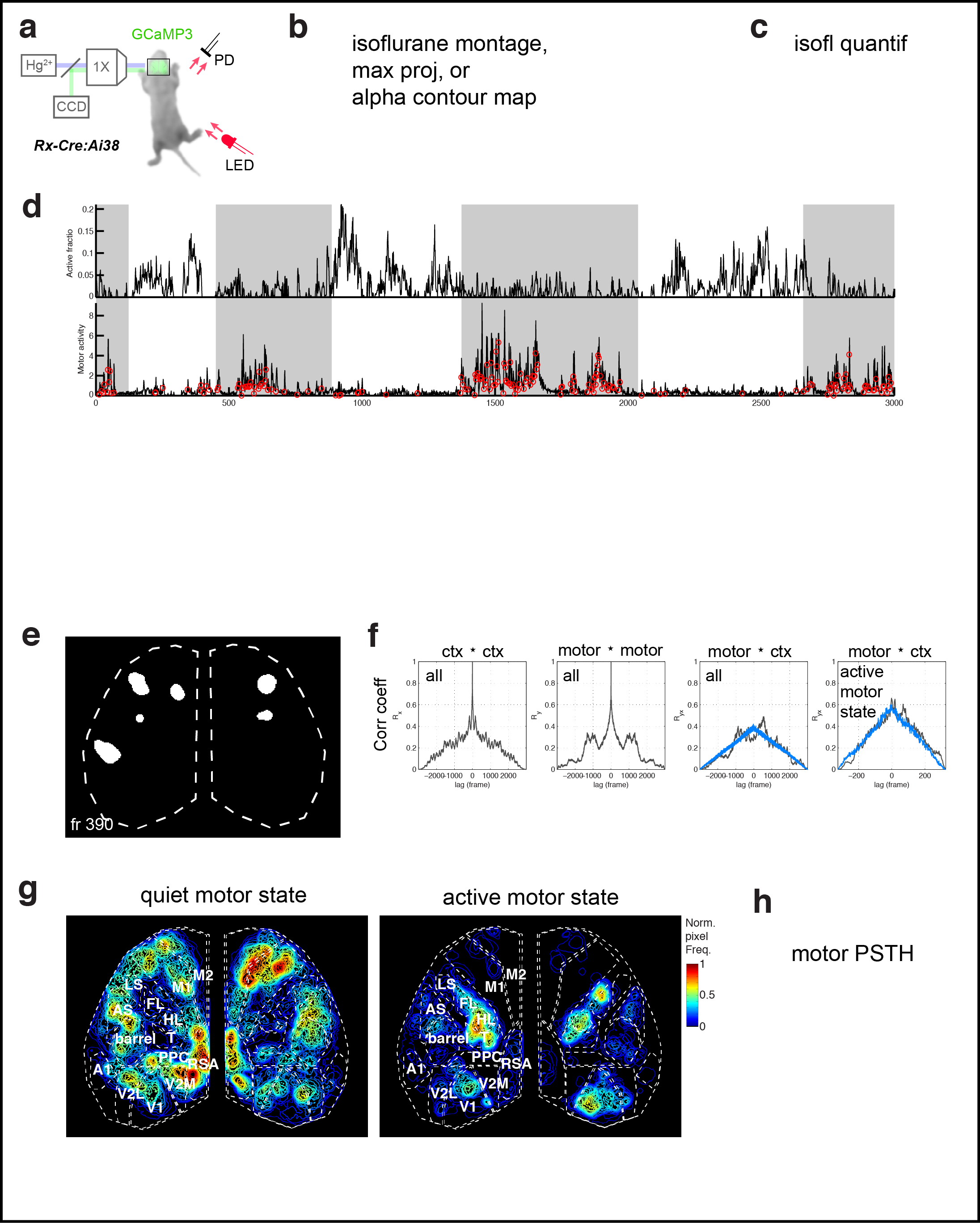 Figure 3. Cortical domains are state dependent. a Experimental schematic. Red light illumination measured with a photodiode (PD) was used to monitor motor activity. b dF/F image sequence showing cortical domain activity before and after isoflurane anesthesia within a single recording. c Cortical activity (active fraction) in each hemisphere after onset of gas anesthetic. e Cortical activity and coincident motor activity signals. Moving averages of cortical and motor activity at 10 s and >70 s windows. f Single frame domain masks for times indicated in e. g Autocorrelation and cross-correlation functions for cortical and motor activity for the whole recording or during just the active-motor-period. Notice the correlation between cortical and motor activity above random noise and that motor activity generally follows cortical activity (shift towards right).