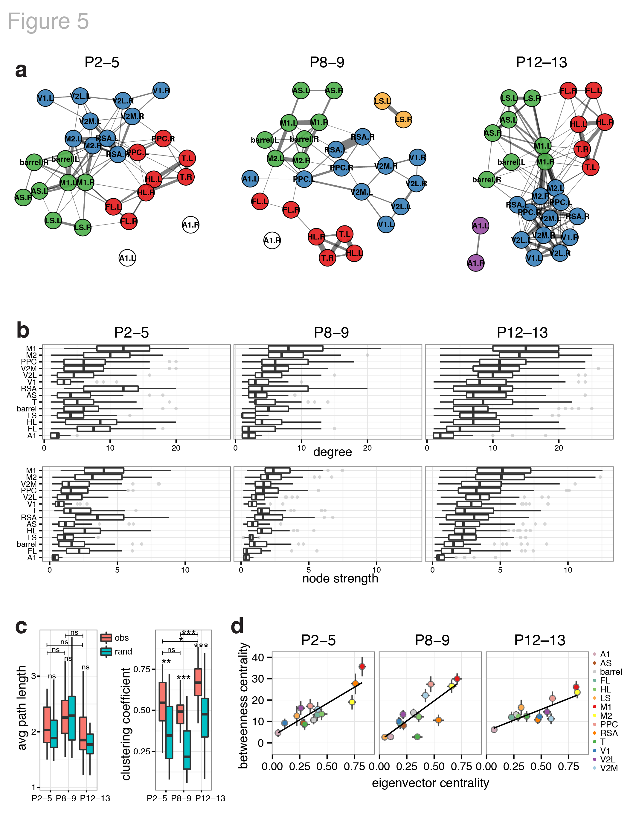  Figure 5. Dynamics of functional connectivity in developing neocortex. a Graph of functional connections for r > 0.15. Node colors represent cortical communities detected with clustering within each age group. b Boxplots of degree (number of links) and node strength (sum of connection weights) by cortical area. The distributions become increasingly ordered like the P12-13 group with age. c Boxplots of clustering coefficient and average path length by recording. d Scatterplots of mean network centrality scores by cortical area.