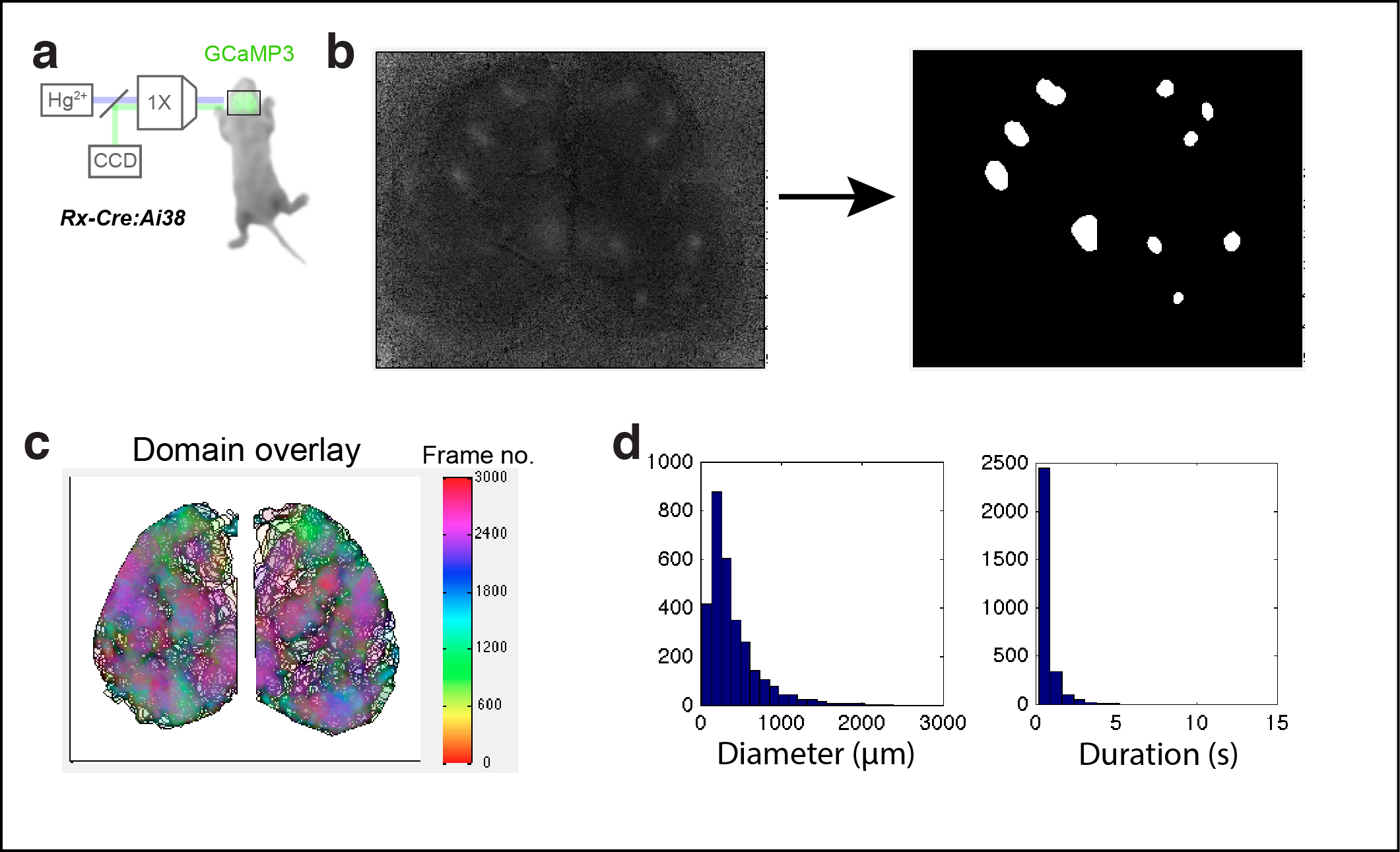 Figure 1. Calcium domains throughout neonatal mouse isocortex. a Experimental schematic. b Single image frame showing calcium domains in both hemispheres at P3 and automatically detected domain masks. c Domain overlay map for a single 10 min recording. 3D binary masks were flattened for each domain and colored by time and transparently overlaid. Notice the non-uniform distribution of boundaries and color intensities across each hemisphere, as well as local maxima and minima that indicate matched areal boundaries bilaterally. d Histograms showing the distribution of spatial diameters and durations for calcium domains.