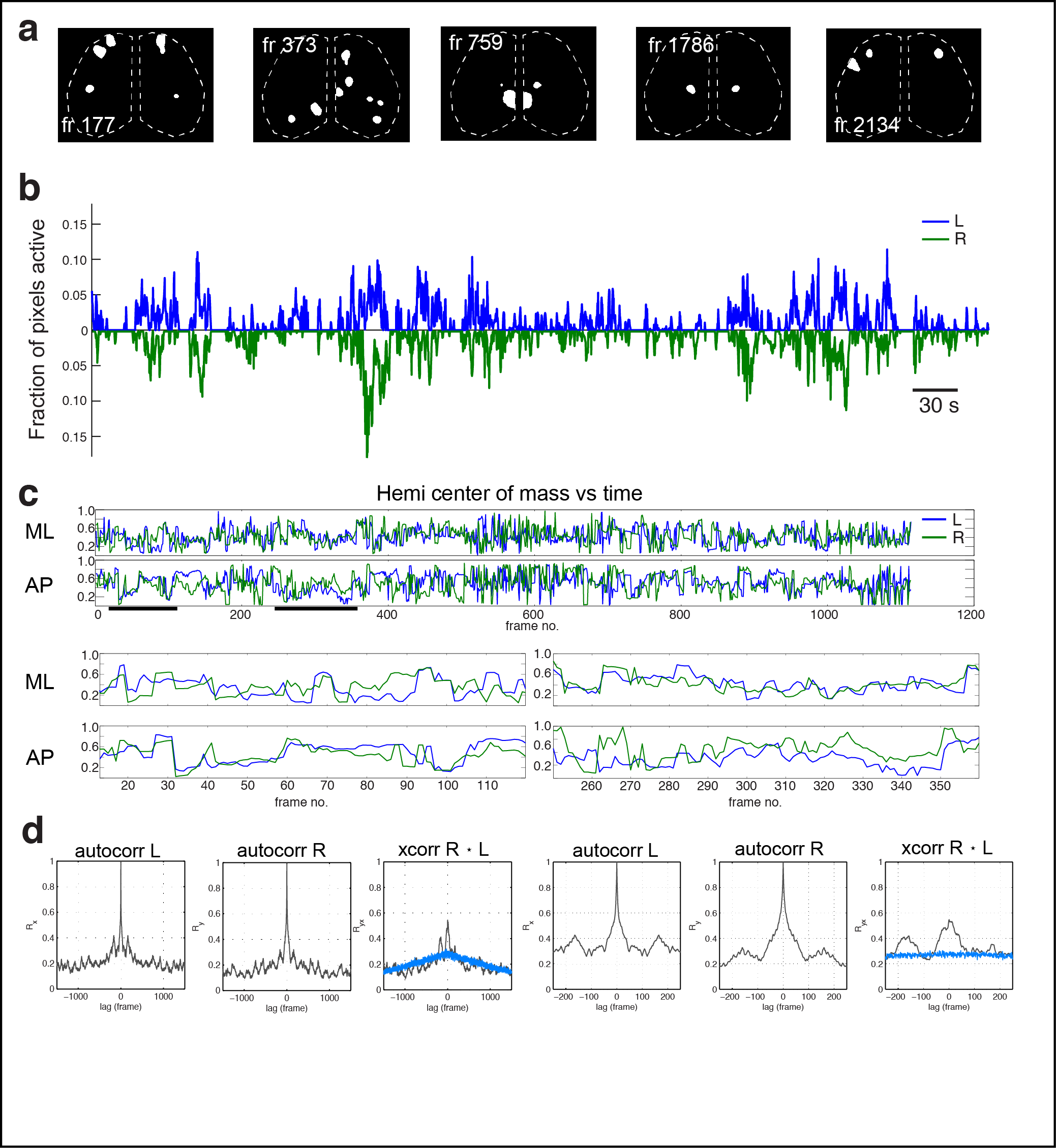 Figure 2. Cortical domain activity exhibits bilateral symmetry. a Examples of domains exhibiting spatially symmetric activations. Notice most timepoints contain a mixture of symmetric and asymmetric domain activations. b Hemispheric domain centers of mass for coactive frames in a recording along medial-lateral (ML) and anterior-posterior (AP) extents. Bottom left panels show the periods indicated by black bars at expanded view. Pearson's correlation: ML, p = 1.1591e-28; AP, p = 7.0982e-07. d Hemispheric autocorrelation and cross-correlation functions for cortical activity at all and short time lags. Notice the peaks above gaussian distributed noise (blue traces).