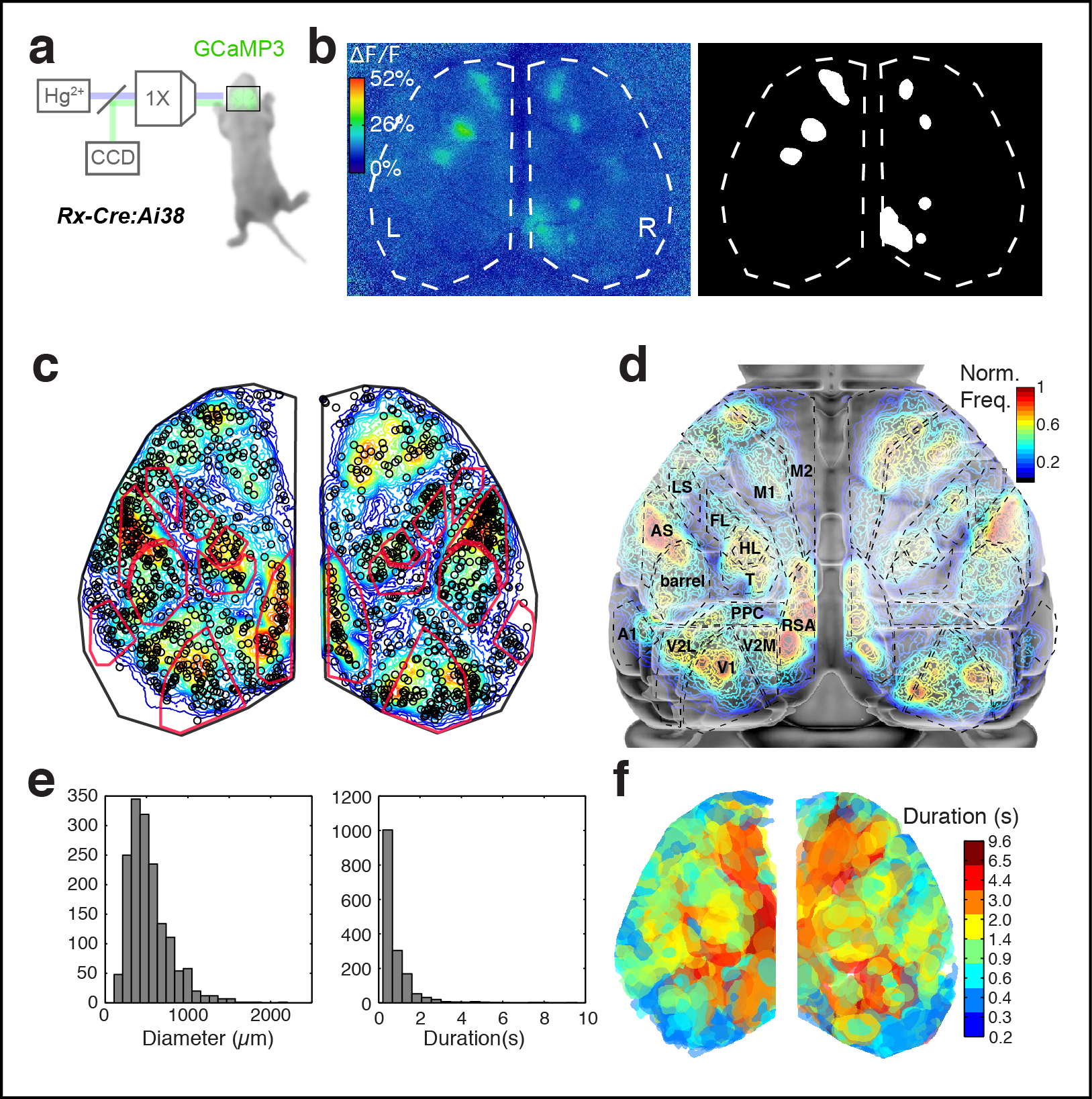 Figure 1. Calcium domains throughout neonatal mouse isocortex. a Experimental schematic. b Single image frame showing calcium domains in both hemispheres at P3 and automatically detected domain masks. c Domain centroid positions for 10 min recording. Points are overlaid on a normalized pixel activation frequency map and primary sensory areas determined by thalamocortical inputs at P7 are outlined in red. Notice rows of whisker barrels are evident in the structure of domain centroid positions. d Functional activity map at P3. Based on pixel activation frequency from detected domains in a single 10 min recording. Map is overlaid on cortical areal parcellations. Notice localized maxima and minima of functional activity between areas that approximate known anatomical cortical area boundaries and the mirroring of map structure bilaterally. e Histograms showing the distribution of spatial diameters and durations for calcium domains. f Domain duration map.