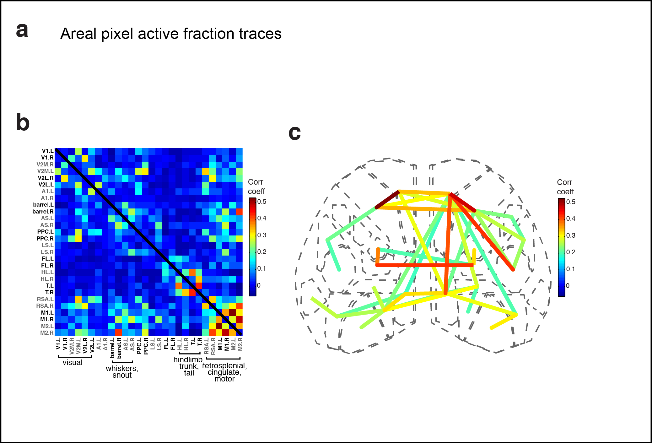 Figure 4. Subnetworks in developing isocortex. a Areal trace examples. b Correlation matrix of domain activity among cortical areas. c Graph.