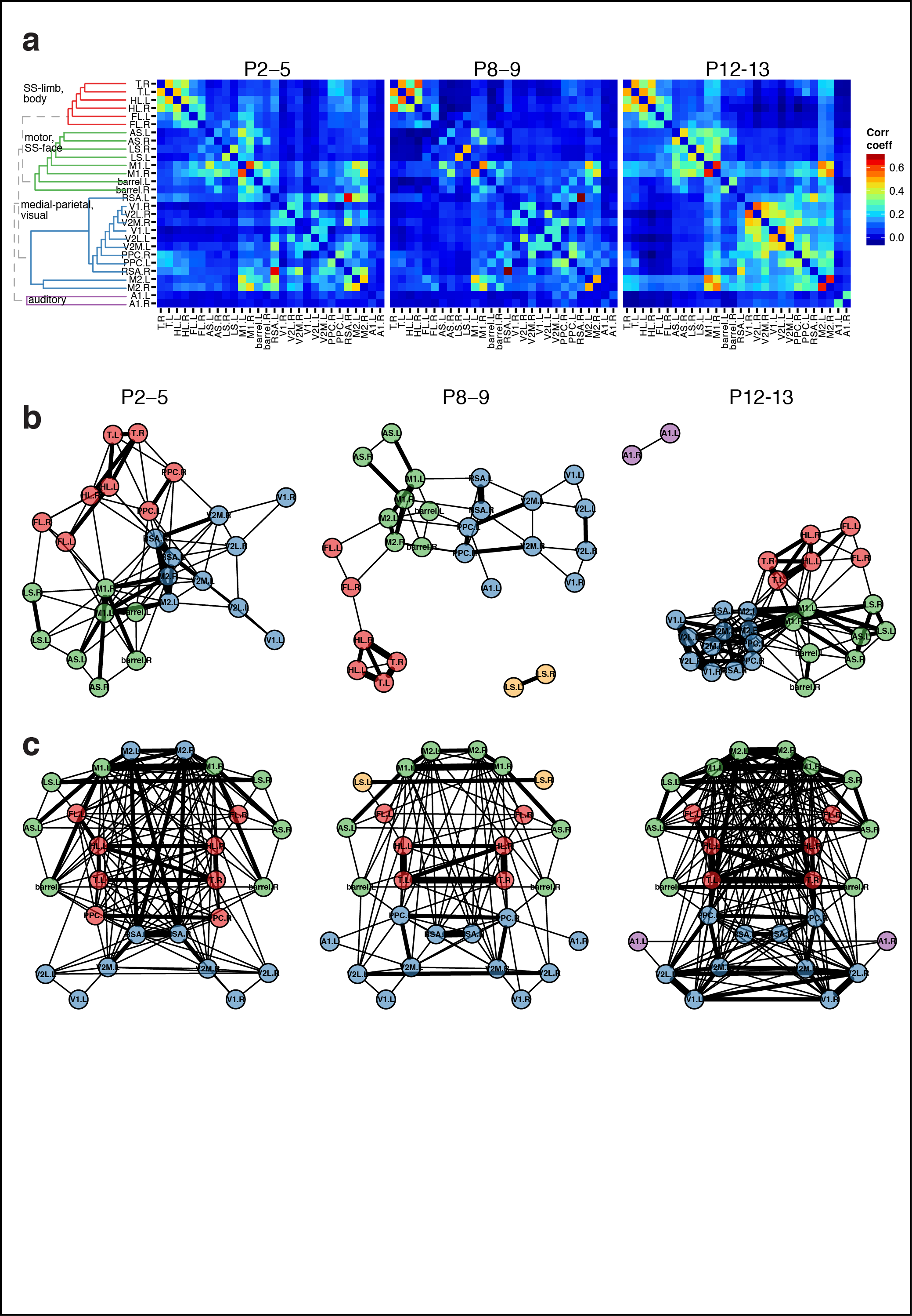  Figure 5. Subnetworks in developing neocortex. a Correlation matrix of domain activity among cortical areas. Colormap indicates Pearson's r correlation coefficient values. b Graph of functional connections for r > 0.15. Community structure detected with hierarchical clustering are indicated in 4 colors. Notice that S1-limb/body regions form a distinct subgraph (red). c Map of cortical area associations for r > 0.1.