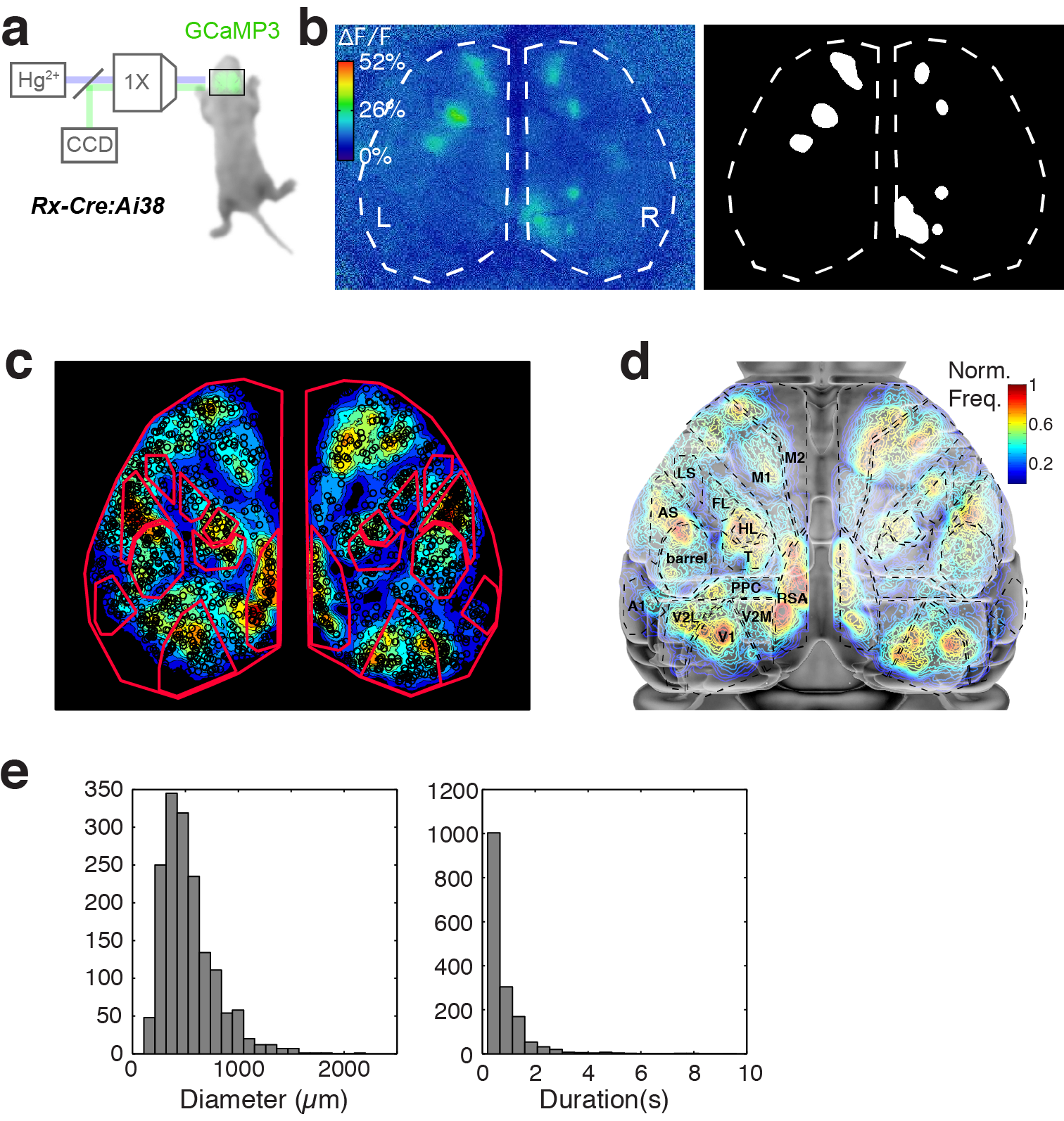 Figure 1. Calcium domains throughout neonatal mouse isocortex. a Experimental schematic. b Single image frame showing calcium domains in both hemispheres at P3 and automatically detected domain masks. c Functional activity map at P3. Based on pixel activation frequency from detected domains in a single 10 min recording. Map is overlaid on cortical areal parcellations. Notice localized maxima and minima of functional activity between areas that approximate known anatomical cortical area boundaries and the mirroring of map structure bilaterally. d Histograms showing the distribution of spatial diameters and durations for calcium domains.